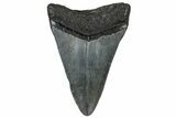 Juvenile Megalodon Tooth - South Carolina #302136-1